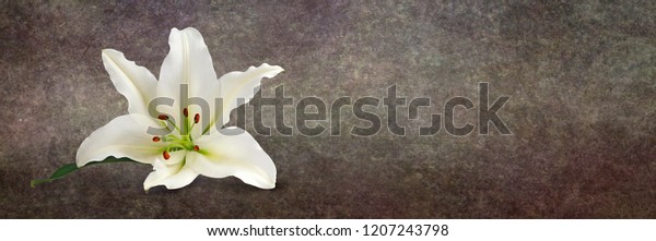Lone Lily on\
Grunge Background - a single white lily head with rustic style on a\
wide warm brown graduated background and copy space on right side\
ideal as a website banner\
head\
