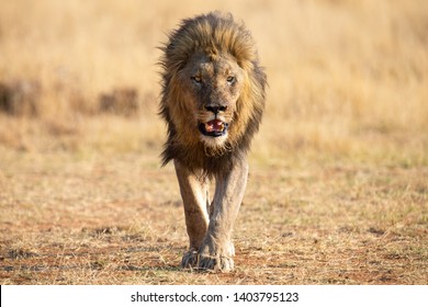 Lone Lion Male Walking Through Dry Brown Grass To Hunt For Food