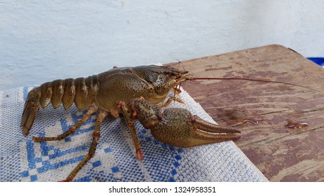 Lone Live Crawfish On A Table.