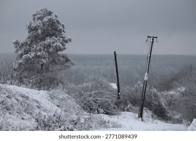 Lone lush pine tree and two old pillars on the top of a hill on a foggy winter day