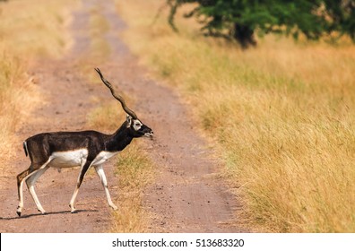 Lone male black buck deer crossing the road into grasslands. Concept of not going with the crowd and finding new grounds