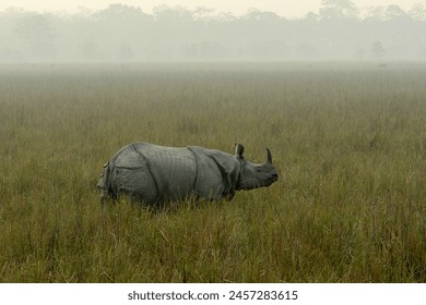 A lone male Great Indian rhinoceros (Rhinoceros unicornis) grazing in the grasslands of Pobitora Wildlife Sanctuary, Assam, India.   - Powered by Shutterstock