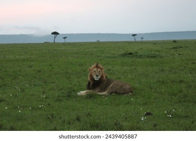 A lone male lion rests majestically surrounded by the green savanna of the Masai Mara, Kenya. In the foreground are small white flowers, and behind, scattered acacia trees and a mountain range. - Powered by Shutterstock