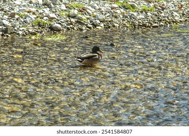 A lone mallard duck swimming in a lake or pond - Powered by Shutterstock