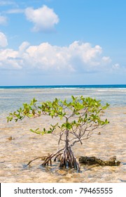 Lone Mangrove In Turneffe Atol, Belize.