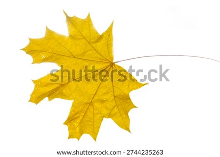 A lone maple leaf in a bright yellow hue stretches across a pristine white backdrop. Its extended stem and translucent veins highlight the delicate beauty of autumn foliage.