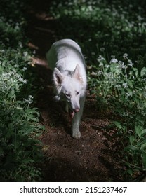 A Lone Melville Island Wolf Walking On A Trail In A Forest