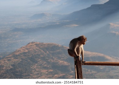 A lone monkey perched on the highest peak, gazing over the vast landscape. Capturing the essence of wildlife, freedom, and nature’s beauty from a breathtaking vantage point in the mountains.