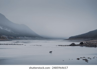 A lone moose wades through a tranquil, misty lake surrounded by mountains, capturing the serene beauty and solitude of nature in this peaceful, fog-covered landscape. - Powered by Shutterstock