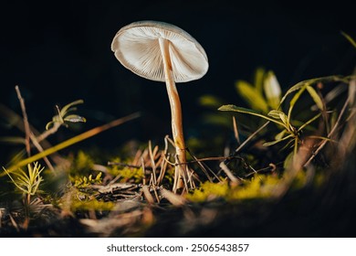 A lone mushroom stands tall on the forest floor, its delicate gills illuminated by a beam of sunlight against a dark, moody backdrop. A captivating glimpse into the quiet beauty of nature. - Powered by Shutterstock