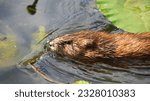 A lone muskrat swims in the river.