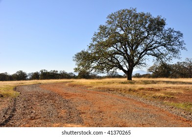 Lone Oak Tree In California