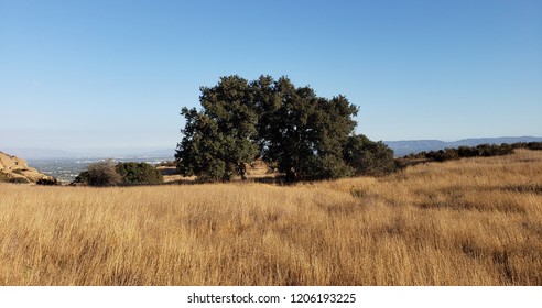 Lone Oak Tree, Santa Susana Pass State Historic Park, Los Angeles