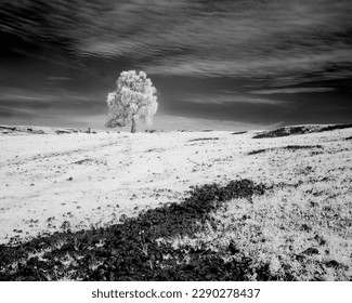 Lone Oak Tree at Table Mountain Ecologicial Reserve - Butte County California, USA. (black and white infrared image) - Powered by Shutterstock