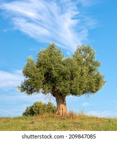 53,404 Olive tree sky Images, Stock Photos & Vectors | Shutterstock