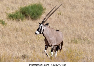 A Lone Oryx In The Kalahari Desert