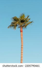 Lone Palm Tree In In Daylight, Wind Blowing The Palm Leaves At A Tropical Beach, Exotic Travel Destination And Vacation Concept, Minimalist Style