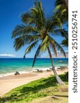 A lone palm tree standing tall against the vibrant turquoise waters and golden sandy shores of Kamaole Beach 3 in Maui, Hawaii