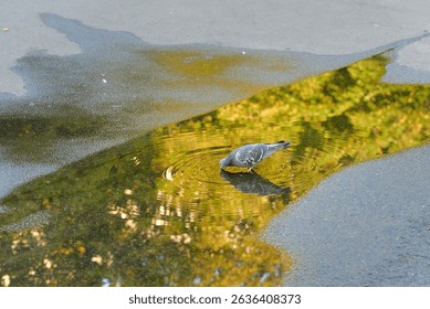 Lone pigeon drinks from puddle formed on wet street pavement, peaceful interaction between wildlife and city infrastructure after rainfall. Bird stands in rain puddle on asphalt and drinks water - Powered by Shutterstock - Get 15% off with code: PIKWIZARD15