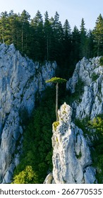 A lone pine grows atop a sharp limestone spire surrounded by deep rocky cliffs and dense forest on Romanija mountain