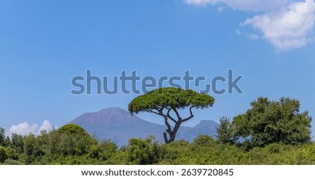 A lone pine with the Mount Vesuvius behing, view from Pompeii. Italy