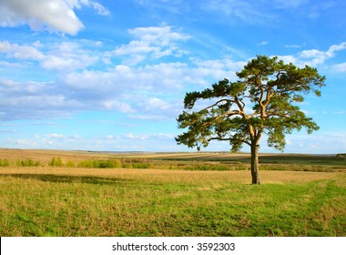 Lone pine in the spring (in right part)