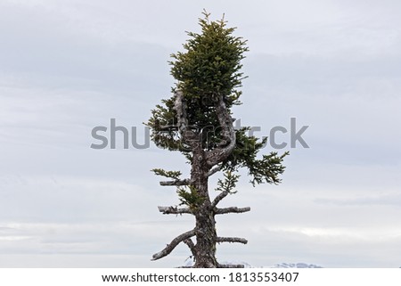 Lone pine tee agains cloudy background