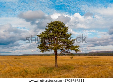 A lone pine tree in a field with a bright blue sky