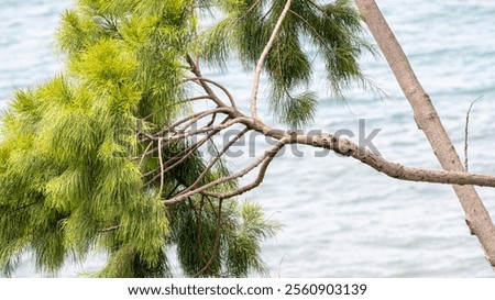 Similar – Image, Stock Photo Gnarled pine trees on the shores of Lake Garda in Bardolino