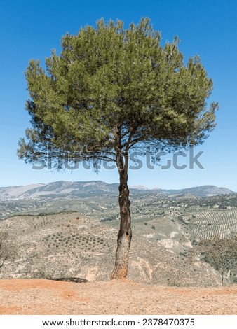 Lone pine tree on a mountain with views, and the sky in the background