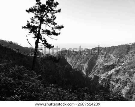 Lone pine tree on a mountain ridge in Madeira with dramatic valley view in black and white.