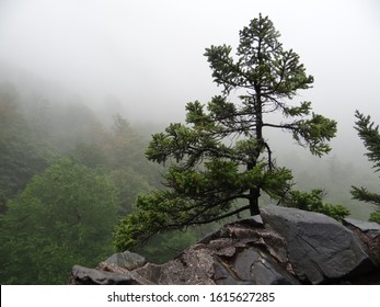 A lone pine tree on a rocky outcropping against a misty mountain background. - Powered by Shutterstock