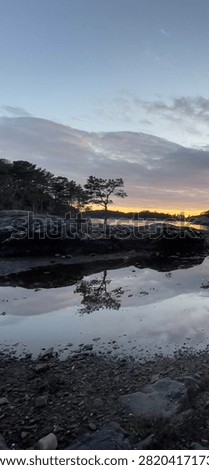 Lone Pine Tree Reflected at Sunset in Bjørnafjorden, Norway