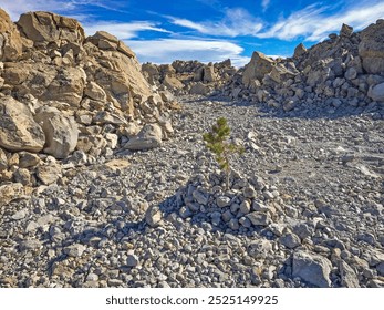 A lone pine tree sapling sprouts from the desolate volcanic landscape of Obsidian Dome, near Mammoth Lakes, California - Powered by Shutterstock