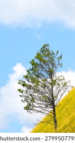 Lone pine tree standing on a steep green grassy hillside against a bright blue sky with scattered white clouds