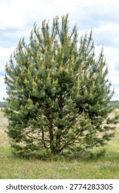 Lone Pine Tree Standing in Open Field Under Cloudy Sky in a Quiet Rural Landscape