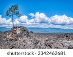 Lone Pine Tree stands in the lava fields of Lava Lands State Park in Bend, Oregon