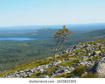 Lone Pine Tree Stands on Rocky Outcrop Overlooking Vast Forest and Distant Lake