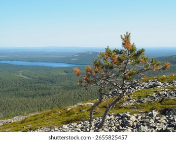 Lone Pine Tree Stands on Rocky Outcrop Overlooking Vast Forest and Distant Lake