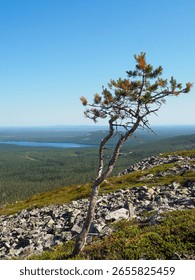 Lone Pine Tree Stands on Rocky Outcrop Overlooking Vast Forest and Distant Lake