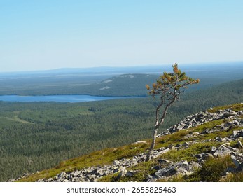 Lone Pine Tree Stands on Rocky Outcrop Overlooking Vast Forest and Distant Lake