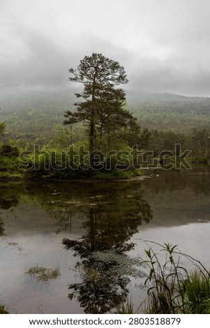 A lone pine tree stands reflected in the still waters of a mountain tarn, surrounded by mist-shrouded forests and low clouds in the wilderness of Vikedal, Rogaland, Norway