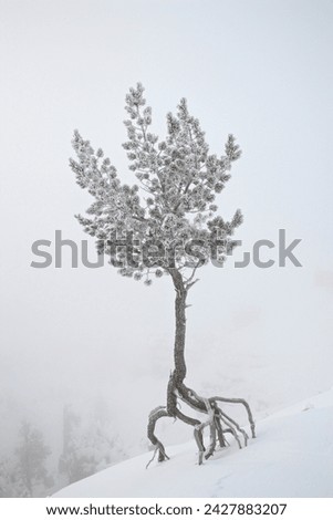 Lone pine tree at sunrise point covered with hoar frost on a foggy morning, bryce canyon national park, utah, united states of america, north america