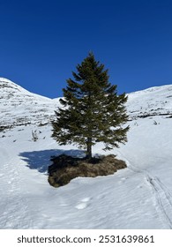 A lone pine tree surrounded by snow