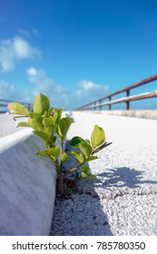 Lone Plant Breaking Through Concrete Bridge In Sunny Weather