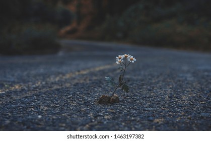 A lone plant growing on the side of the road. a lonely flower have found its way through Asphalt road. Vintage look