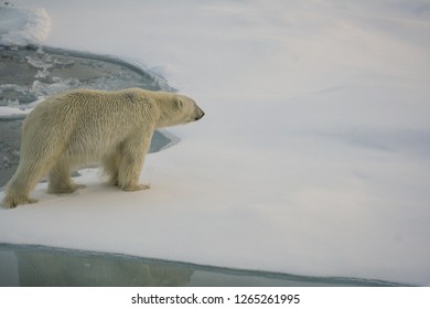 A Lone Polar Bear Leaves On Thin Ice. Arctic Ocean. Svalbard