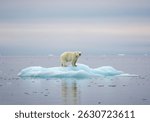 A lone polar bear stands on a small ice floe in the Arctic Ocean.  The image evokes themes of climate change and wildlife conservation. A powerful symbol of environmental fragility.