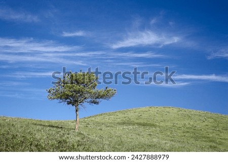 Lone ponderosa pine (pinus ponderosa) on a rolling hill, custer state park, south dakota, united states of america, north america