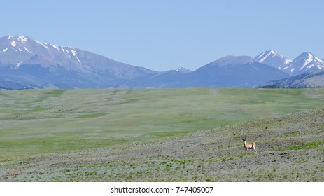 A lone pronghorn stands guard over massive ranchland in South Park, Colorado.  In the background is the Continental Divide. 